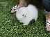 PoulaTo: Όμορφα κουτάβια Pomeranian
